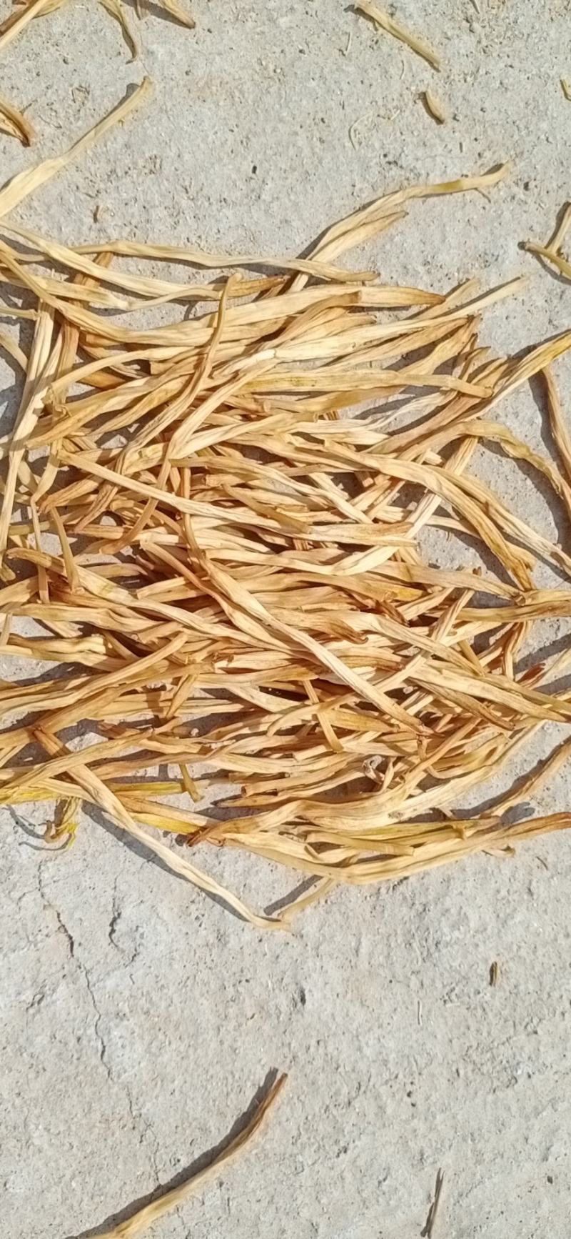 大荔黄花菜基地，大条菜种苗