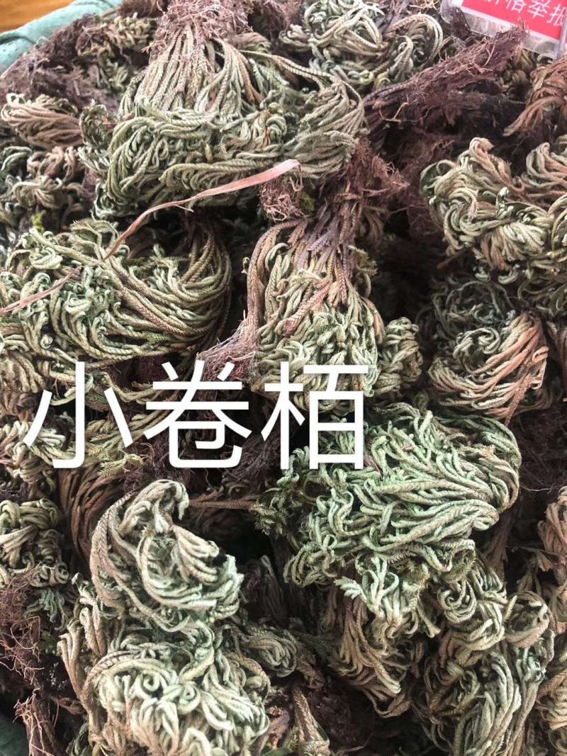 卷柏中药材批发零售九死还魂草小卷柏长生草