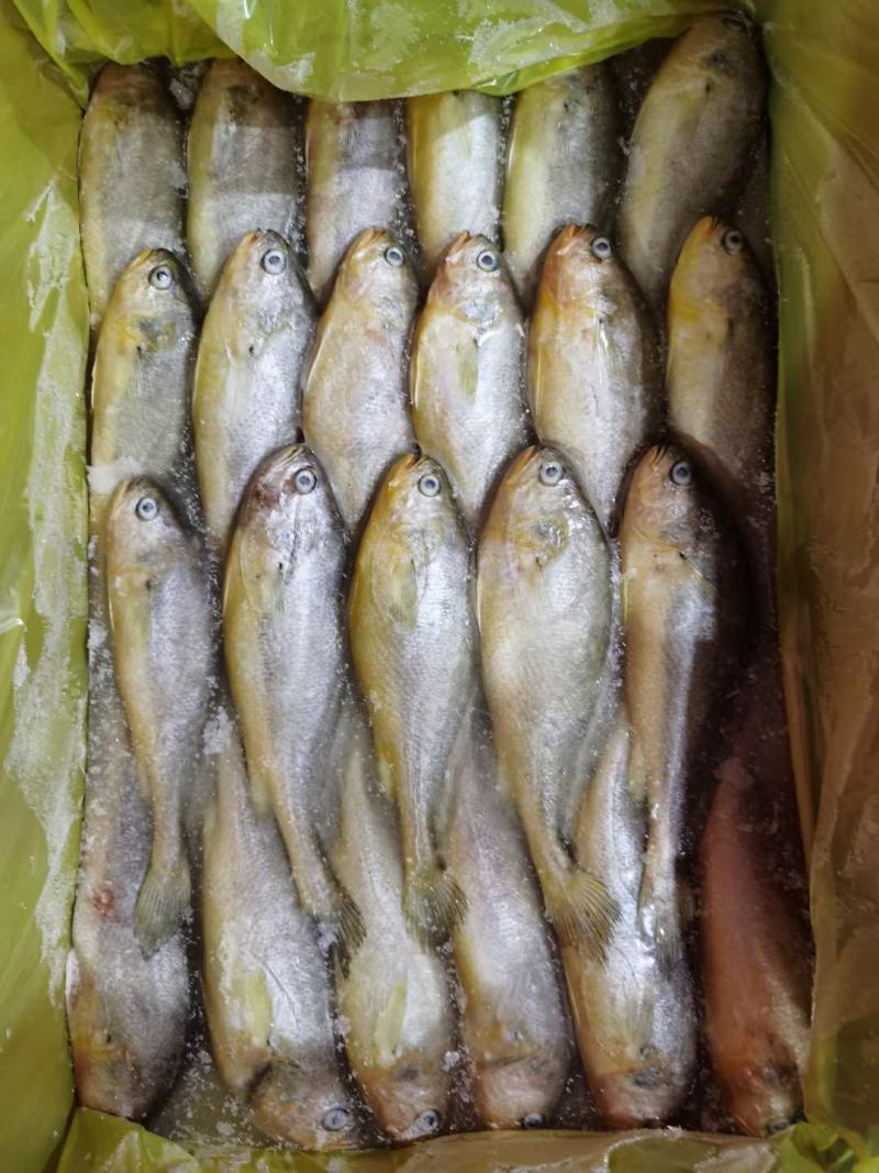 霞浦三去大黄鱼，适合快餐店，自助餐店小炒店，大排档专用