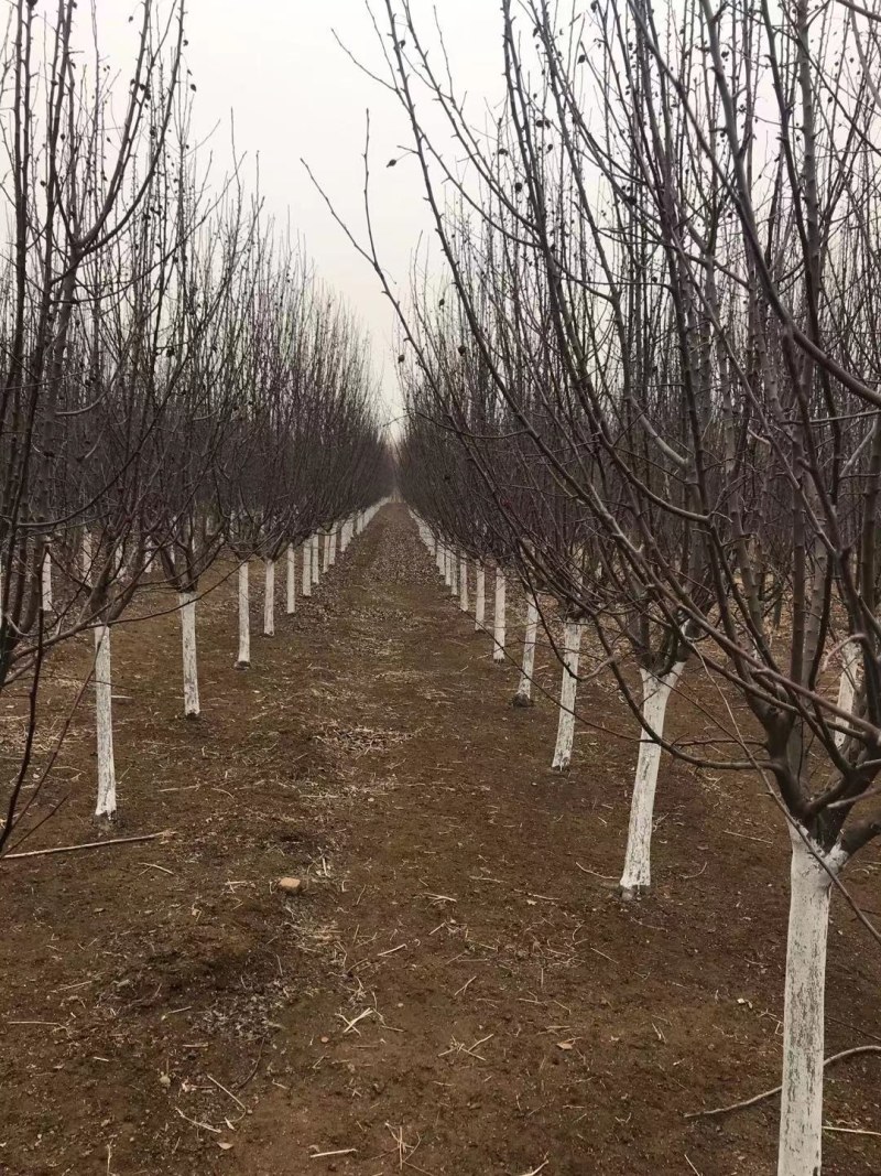 绚丽海棠树西府海棠～北美垂丝海庭院绿化苗木种植四季货源好