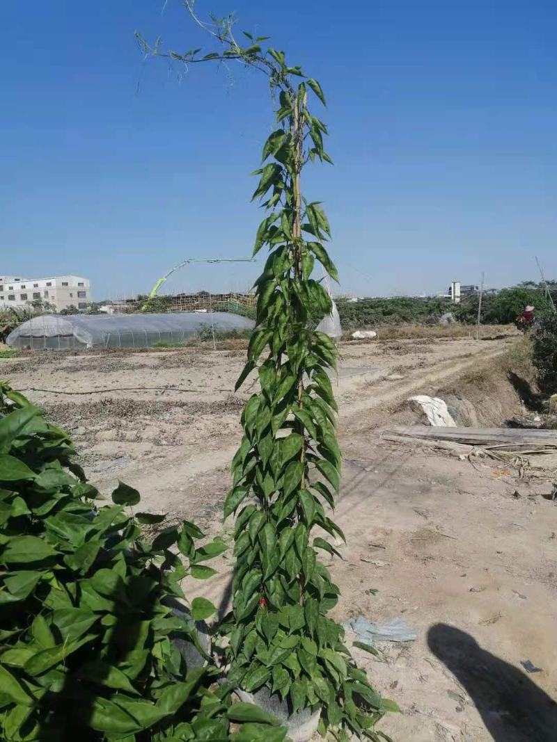 福建省漳州市供应绿化庭院设计，炮仗花，常年供应提供技术指导