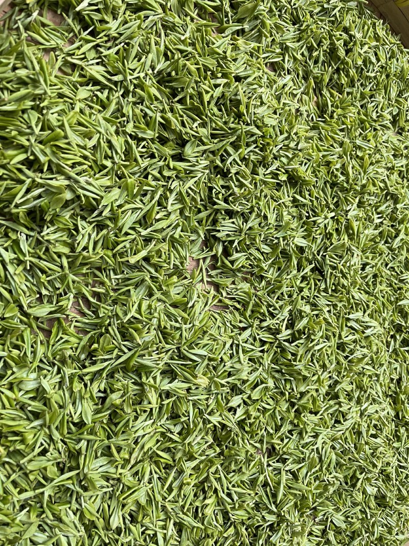 苏州碧螺春2021新茶特级浓香型明前春茶高等级散装茶
