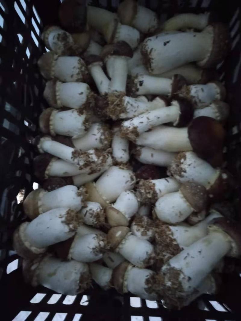赤松茸/大球盖菇/产地直销