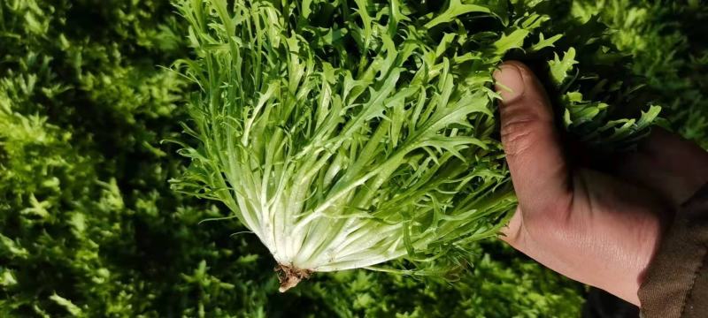 苦菊精品苦菊，苦叶产地直销货量充足，供应全国各地