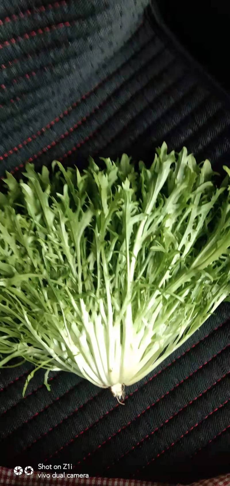 苦菊精品苦菊，苦叶产地直销货量充足，供应全国各地