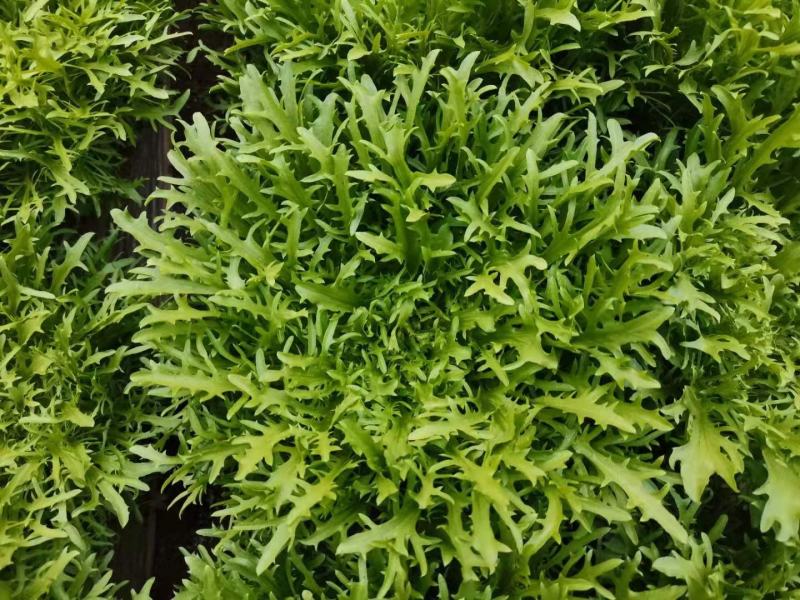 苦菊精品苦菊，苦叶产地直销货量充足，供应全国各地
