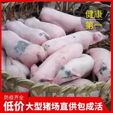 常年出售20到80斤三元仔猪，包成活率提供养殖技术