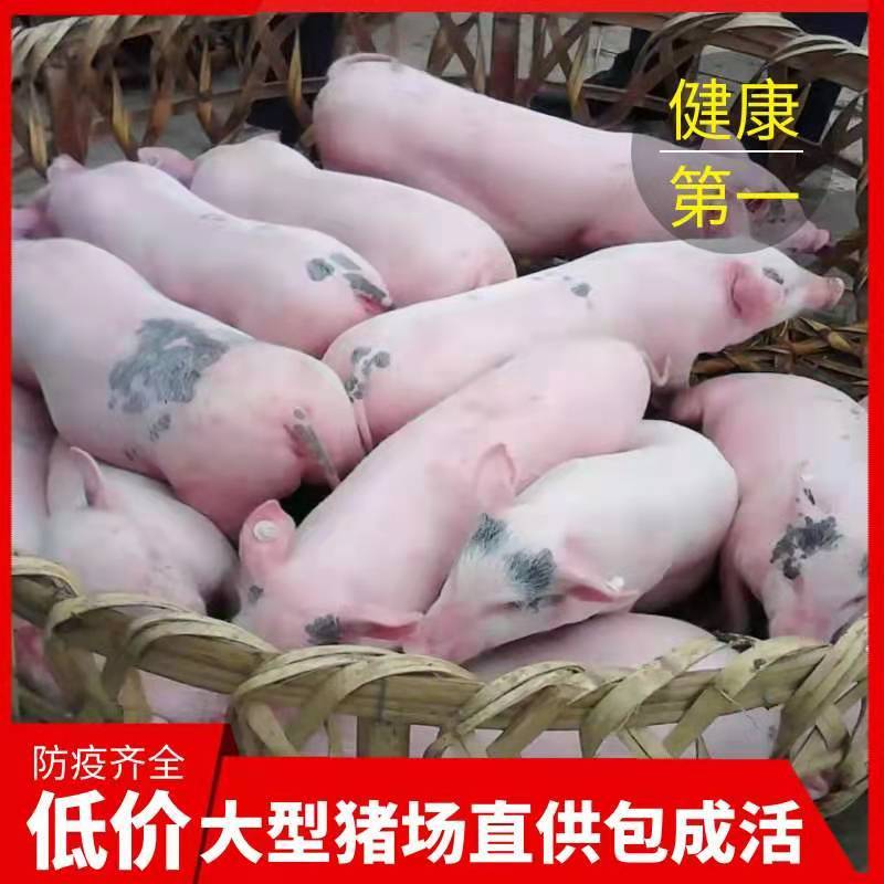 常年出售20到80斤三元仔猪，包成活率提供养殖技术