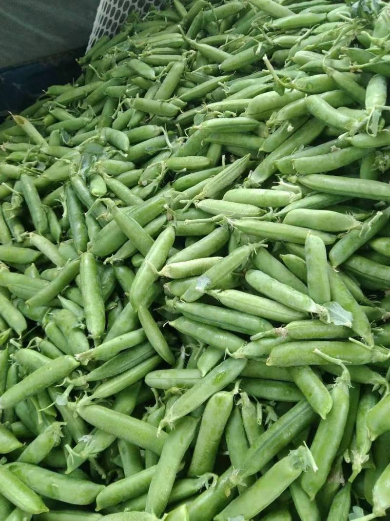 豌豆豌豆豌豆豌豆豌豆豌豆豌豆