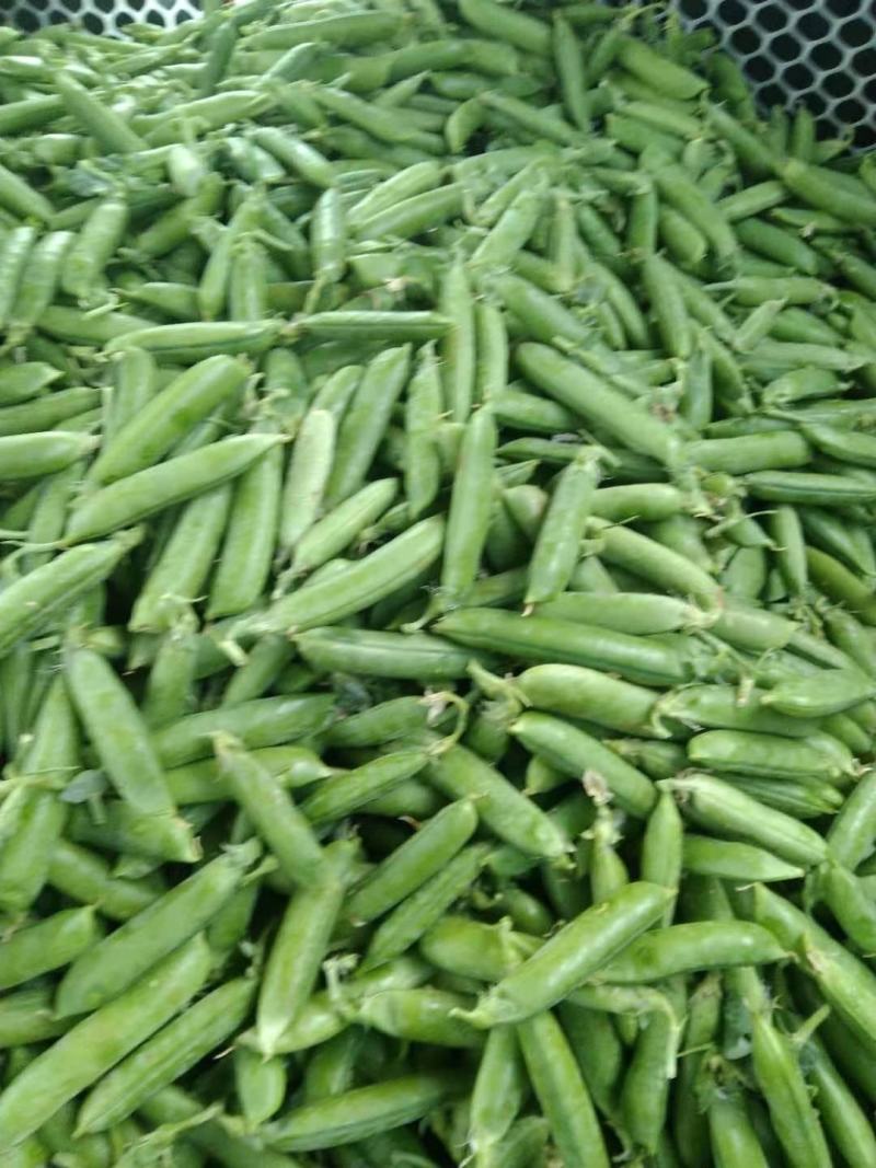 豌豆豌豆豌豆豌豆豌豆豌豆豌豆