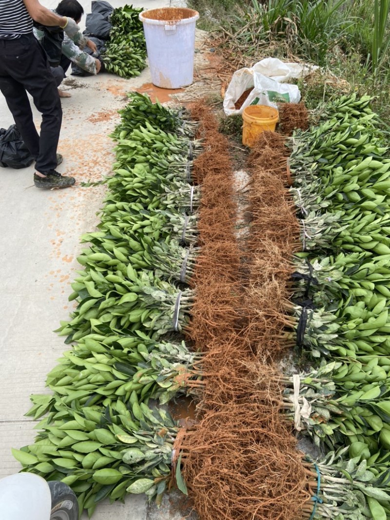 橙子苗脐橙树苗（习橙苗）御橙果苗红心脐橙苗