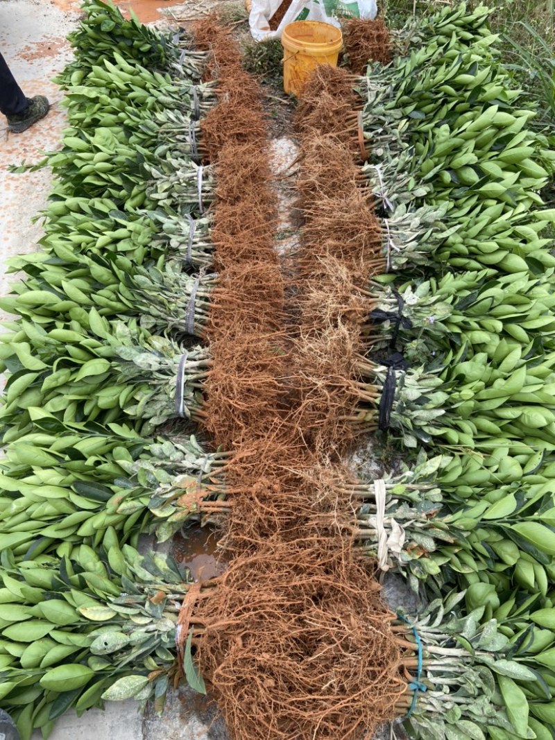 橙子苗脐橙树苗（习橙苗）御橙果苗红心脐橙苗
