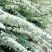 雪柳植物喷雪花苗盆栽花卉绿植珍珠梅绣线菊庭院大苗雪柳叶鲜