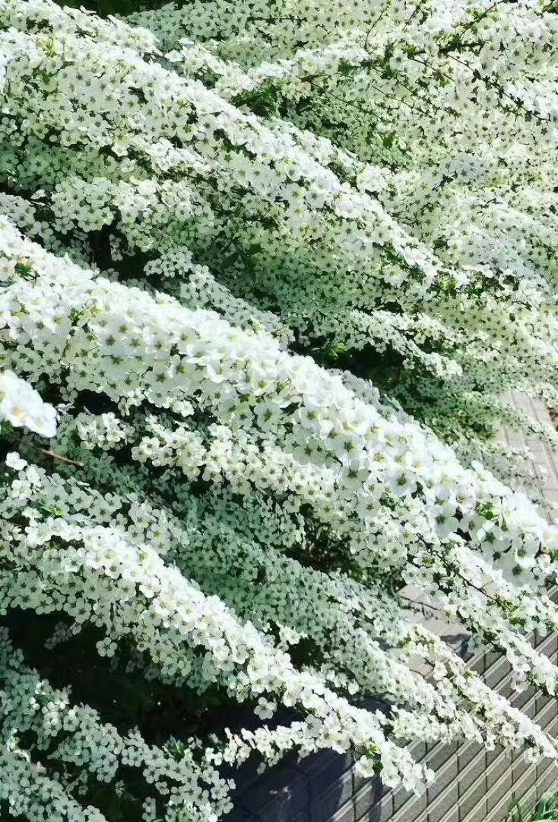 雪柳植物喷雪花苗盆栽花卉绿植珍珠梅绣线菊庭院大苗雪柳叶鲜