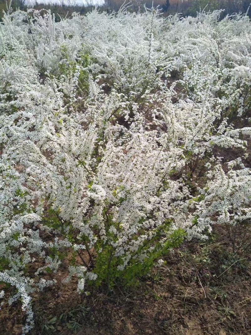 雪柳植物喷雪花苗盆栽花卉绿植珍珠梅绣线菊庭院大苗雪柳叶鲜