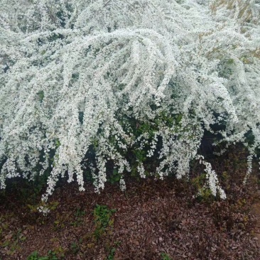 雪柳植物喷雪花苗盆栽花卉绿植珍珠梅绣线菊庭院大苗雪柳叶鲜
