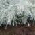 雪柳植物喷雪花苗盆栽花卉绿植珍珠梅绣线菊庭院大苗雪柳叶鲜