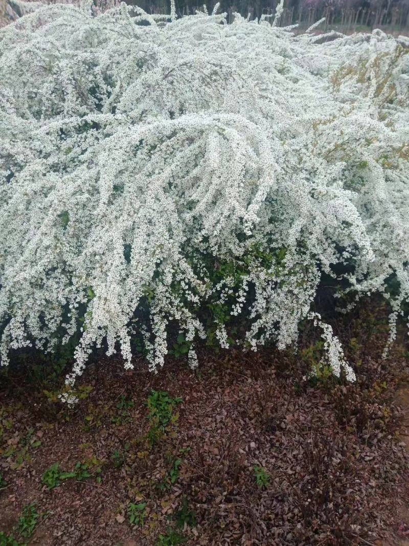 雪柳植物喷雪花苗盆栽花卉绿植珍珠梅绣线菊庭院大苗雪柳叶鲜