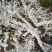 雪柳植物喷雪花苗盆栽花卉绿植珍珠梅绣线菊庭院大苗雪柳叶鲜
