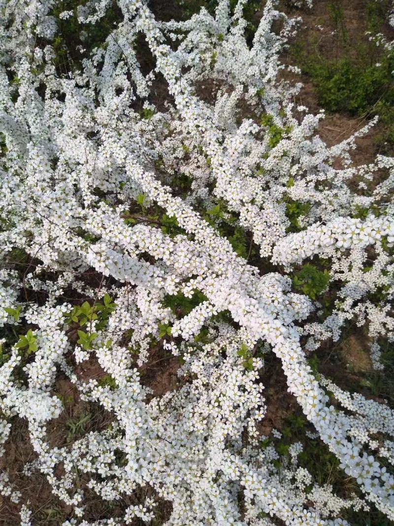 雪柳植物喷雪花苗盆栽花卉绿植珍珠梅绣线菊庭院大苗雪柳叶鲜