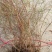 雪柳植物喷雪花苗盆栽花卉绿植珍珠梅绣线菊庭院大苗雪柳叶鲜