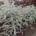 雪柳植物喷雪花苗盆栽花卉绿植珍珠梅绣线菊庭院大苗雪柳叶鲜