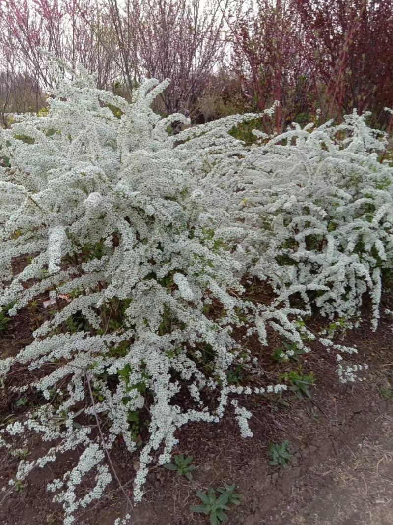 雪柳植物喷雪花苗盆栽花卉绿植珍珠梅绣线菊庭院大苗雪柳叶鲜