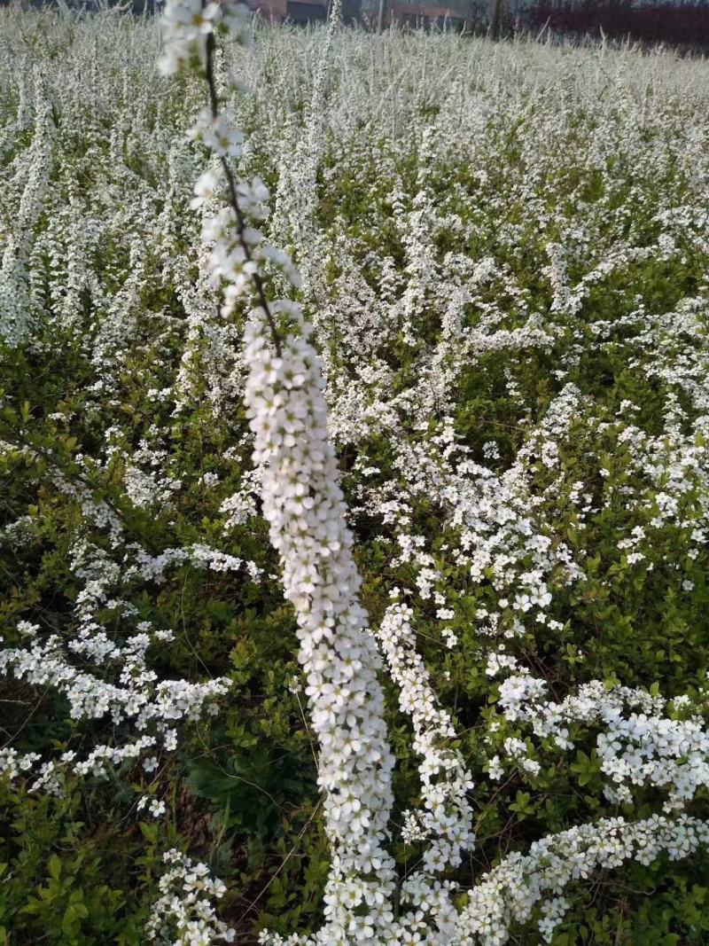 雪柳植物喷雪花苗盆栽花卉绿植珍珠梅绣线菊庭院大苗雪柳叶鲜