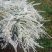 雪柳植物喷雪花苗盆栽花卉绿植珍珠梅绣线菊庭院大苗雪柳叶鲜