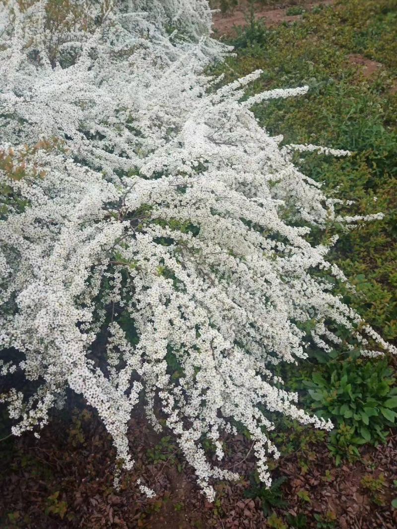 雪柳植物喷雪花苗盆栽花卉绿植珍珠梅绣线菊庭院大苗雪柳叶鲜