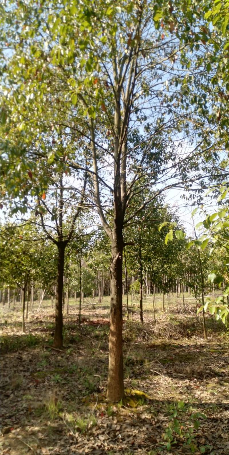 香樟树，胸径3一25公分，杆直冠圆，常年大量批发