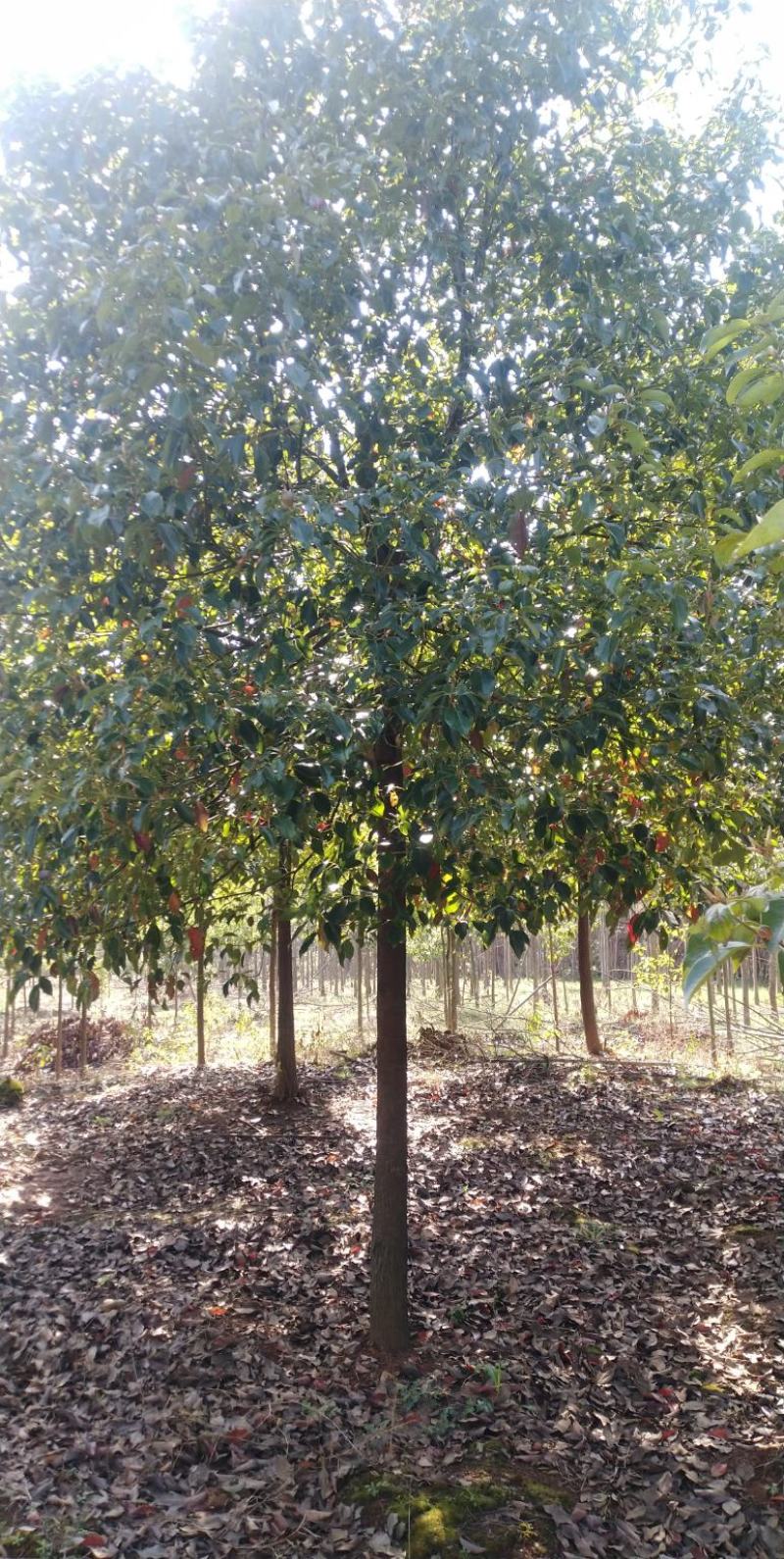 香樟树，胸径3一25公分，杆直冠圆，常年大量批发