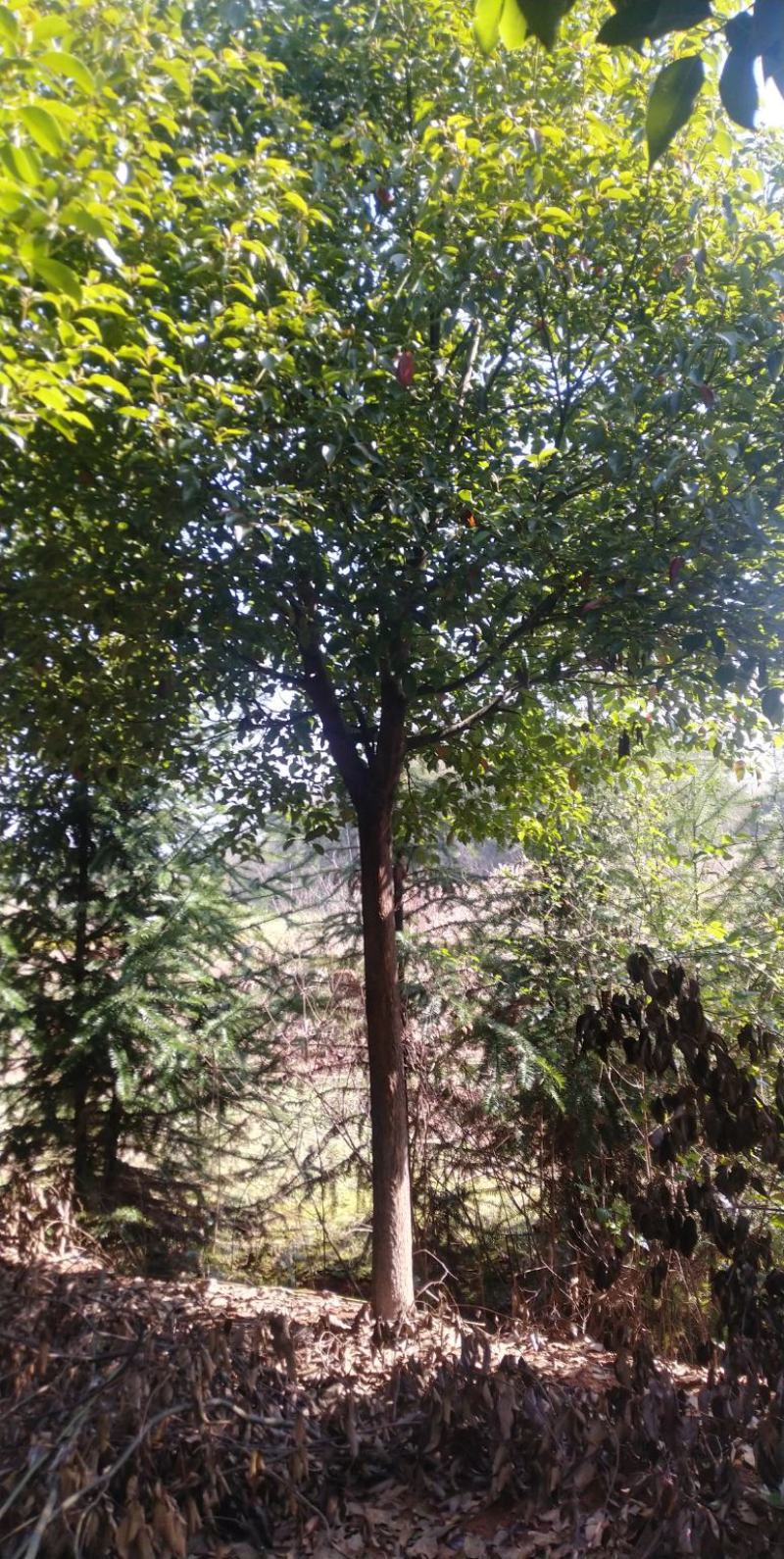 香樟树，胸径3一25公分，杆直冠圆，常年大量批发