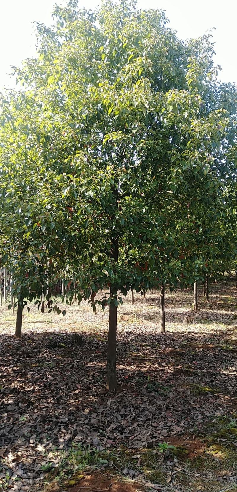 香樟树，胸径3一25公分，杆直冠圆，常年大量批发