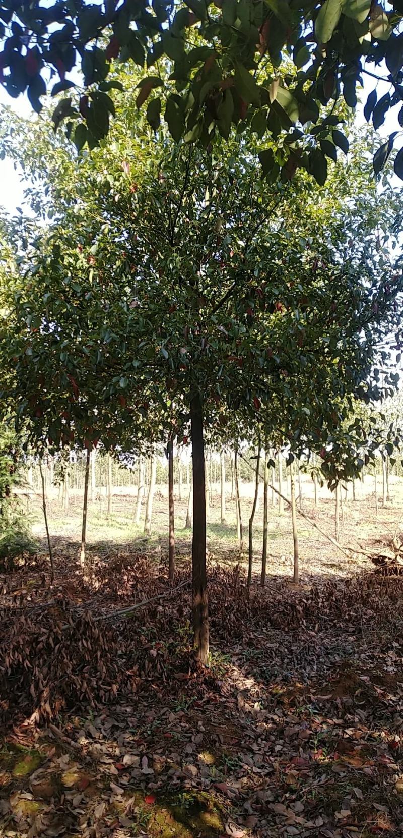 香樟树，胸径3一25公分，杆直冠圆，常年大量批发