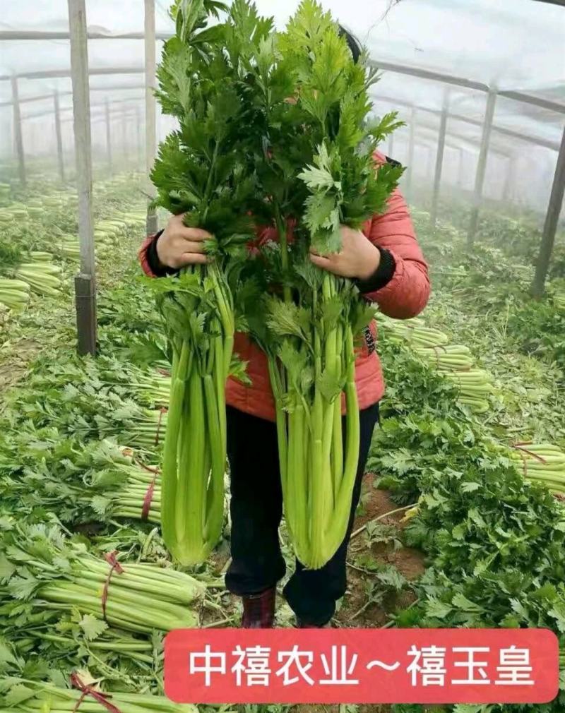 西芹种子禧玉皇早熟实心叶柄宽厚质地脆嫩抗病高产