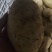 土豆湖北襄阳沃土，实验一，希森6号黄心土豆货源充足