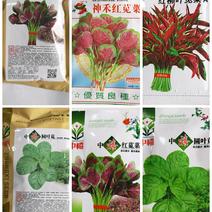 青红苋菜种子生长旺盛边缘翠绿耐热耐寒耐湿