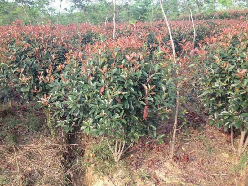 红叶石楠，红叶石楠球冠幅80公分，冠幅1米，冠幅1.2米