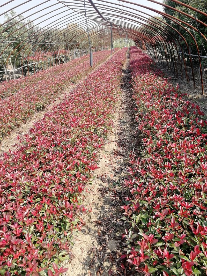 红叶石楠，红叶石楠球冠幅80公分，冠幅1米，冠幅1.2米
