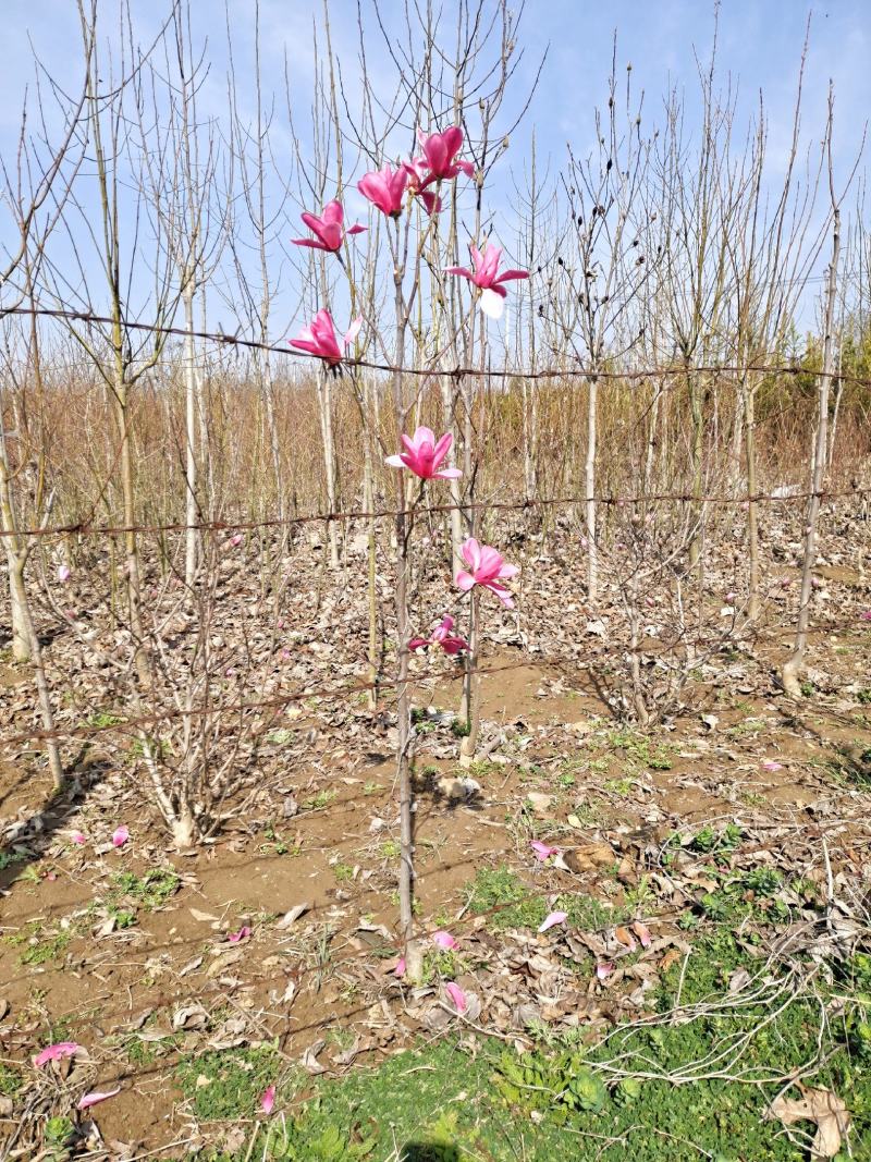 嫁接娇红一号玉兰当年小苗高度70公分至米经6公分都有货