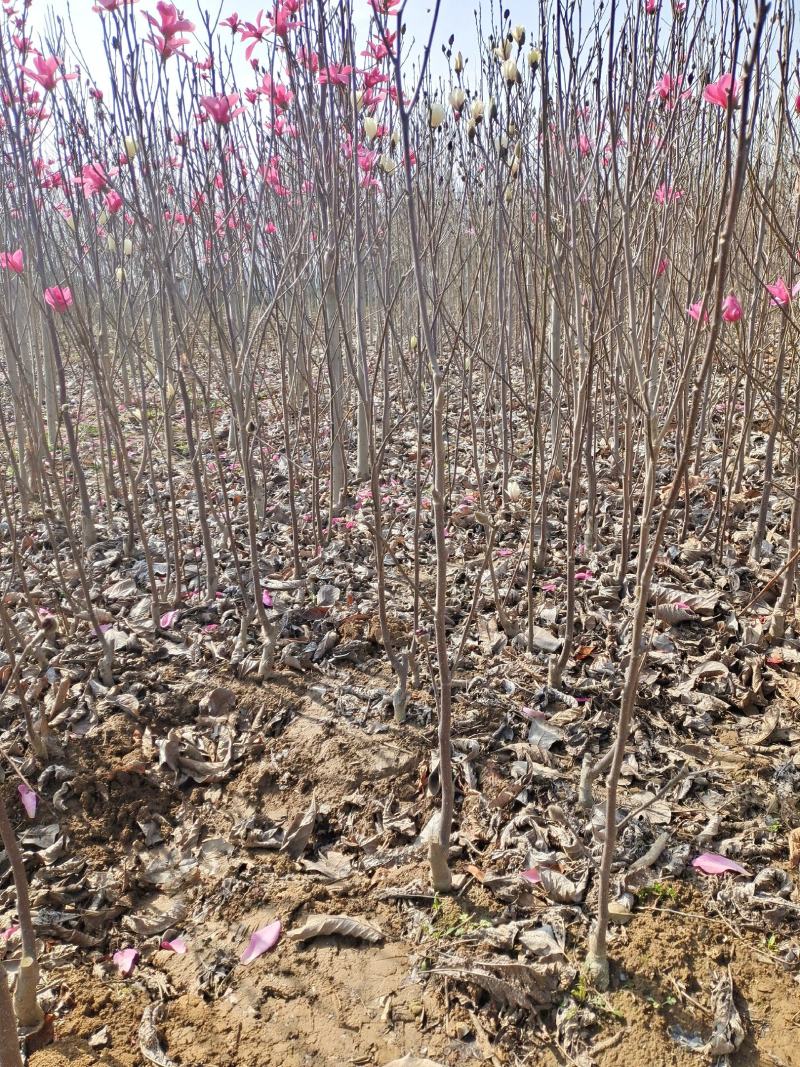 嫁接娇红一号玉兰当年小苗高度70公分至米经6公分都有货