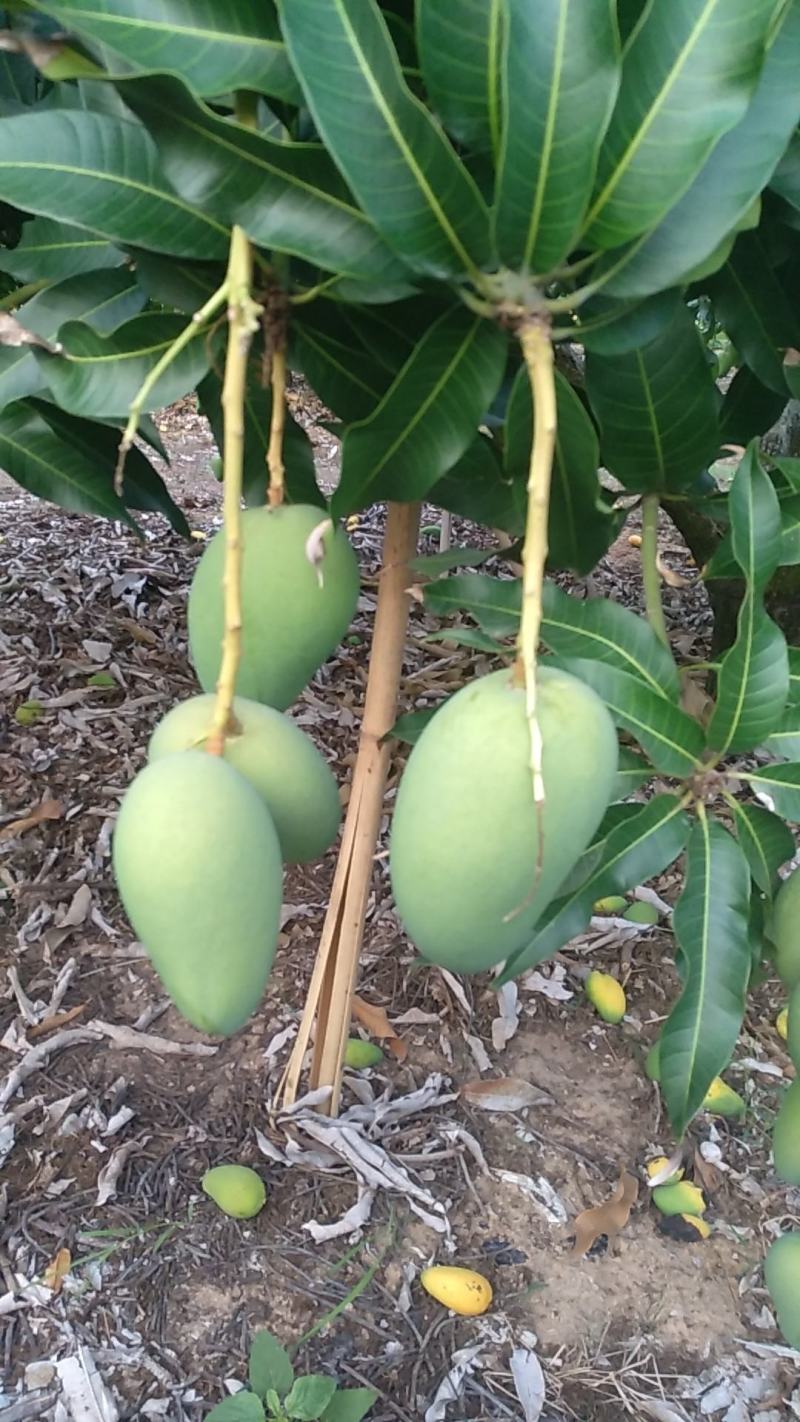 海南金煌芒果(A级果)