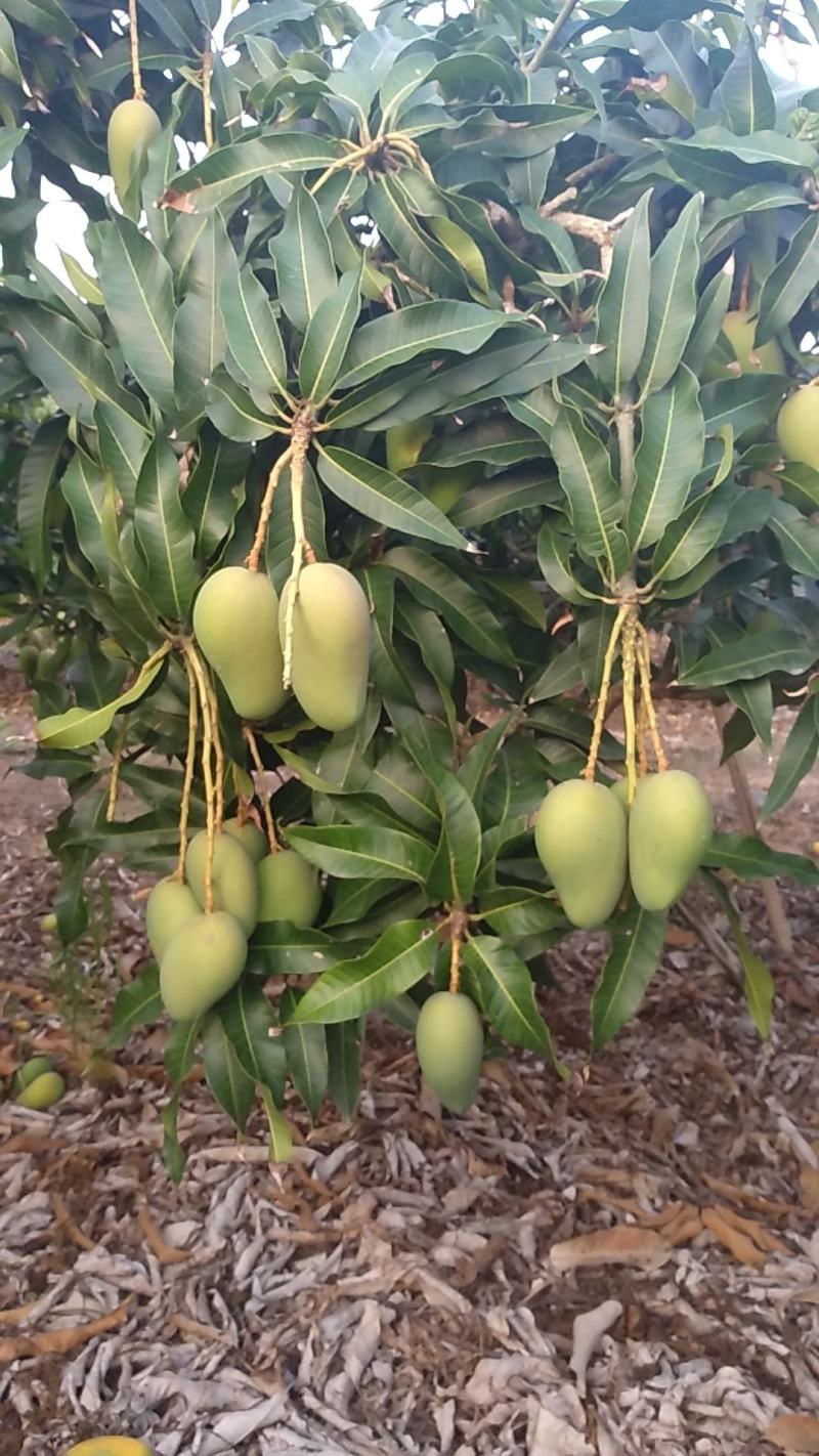 海南金煌芒果(A级果)