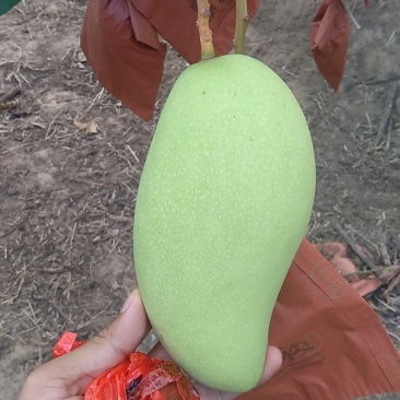 海南金煌芒果(A级果)
