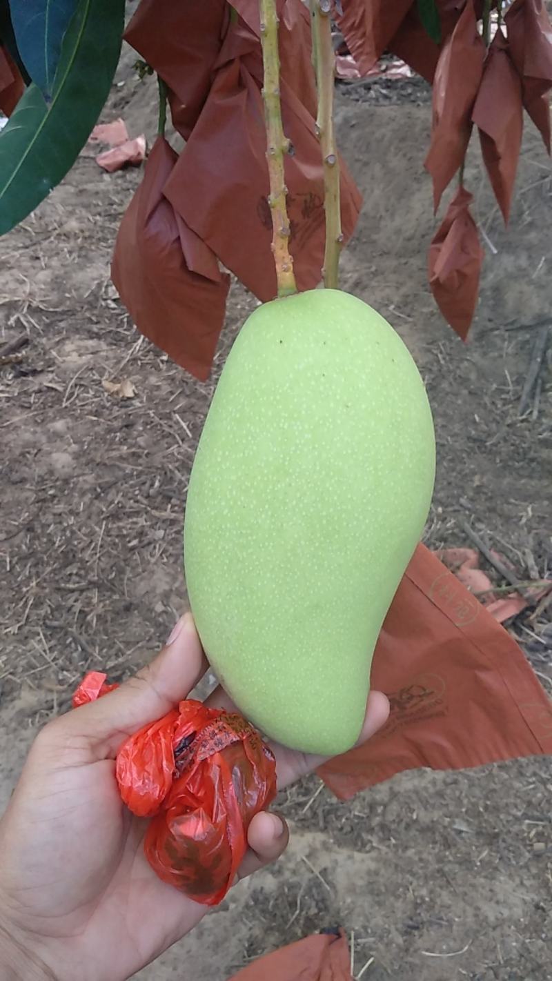 海南金煌芒果(A级果)