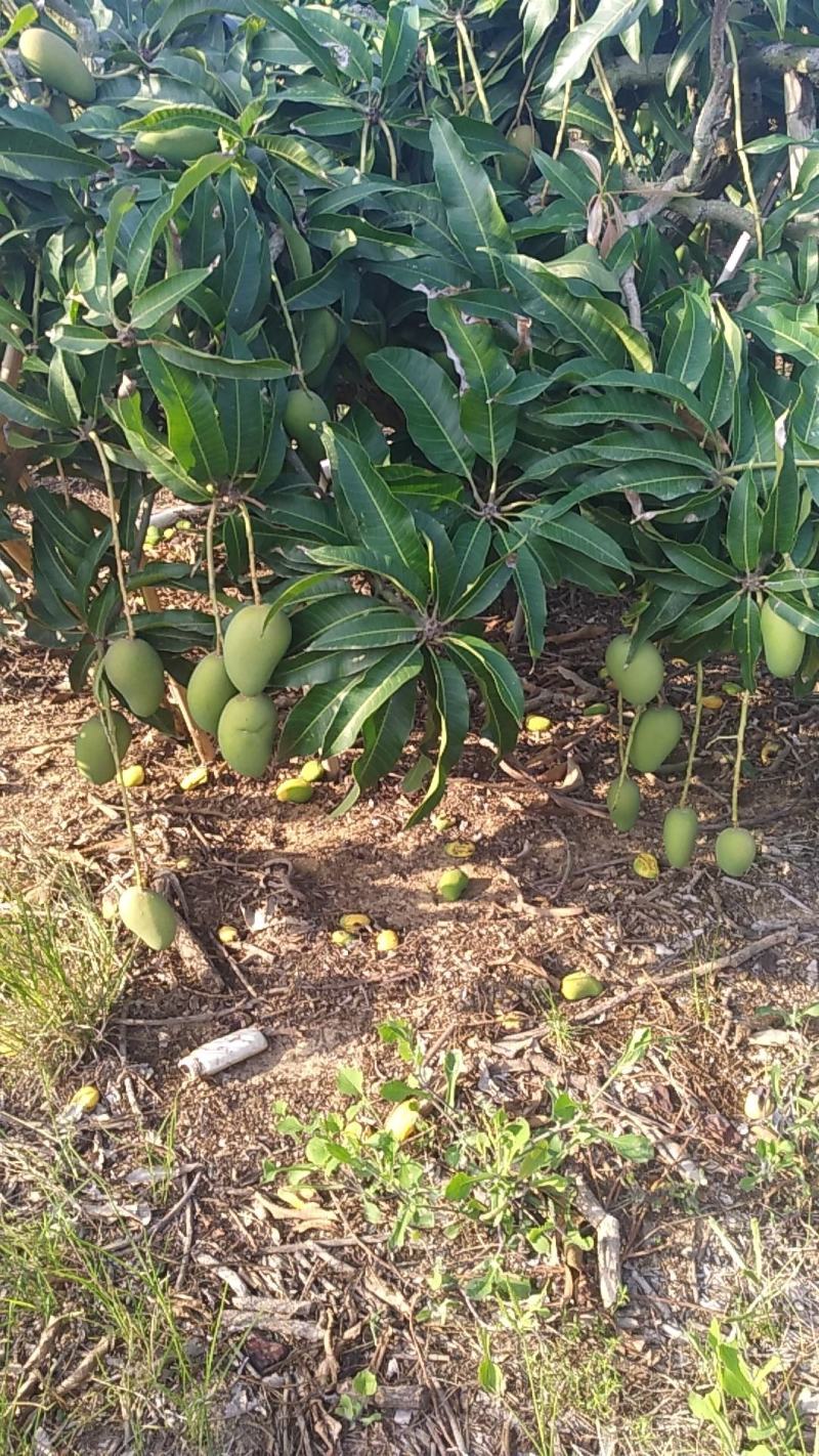 海南金煌芒果(A级果)