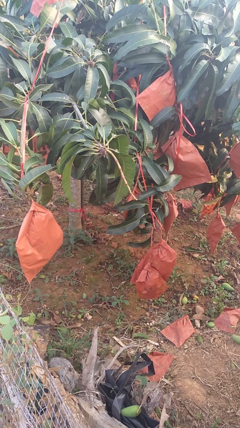 海南金煌芒果(A级果)