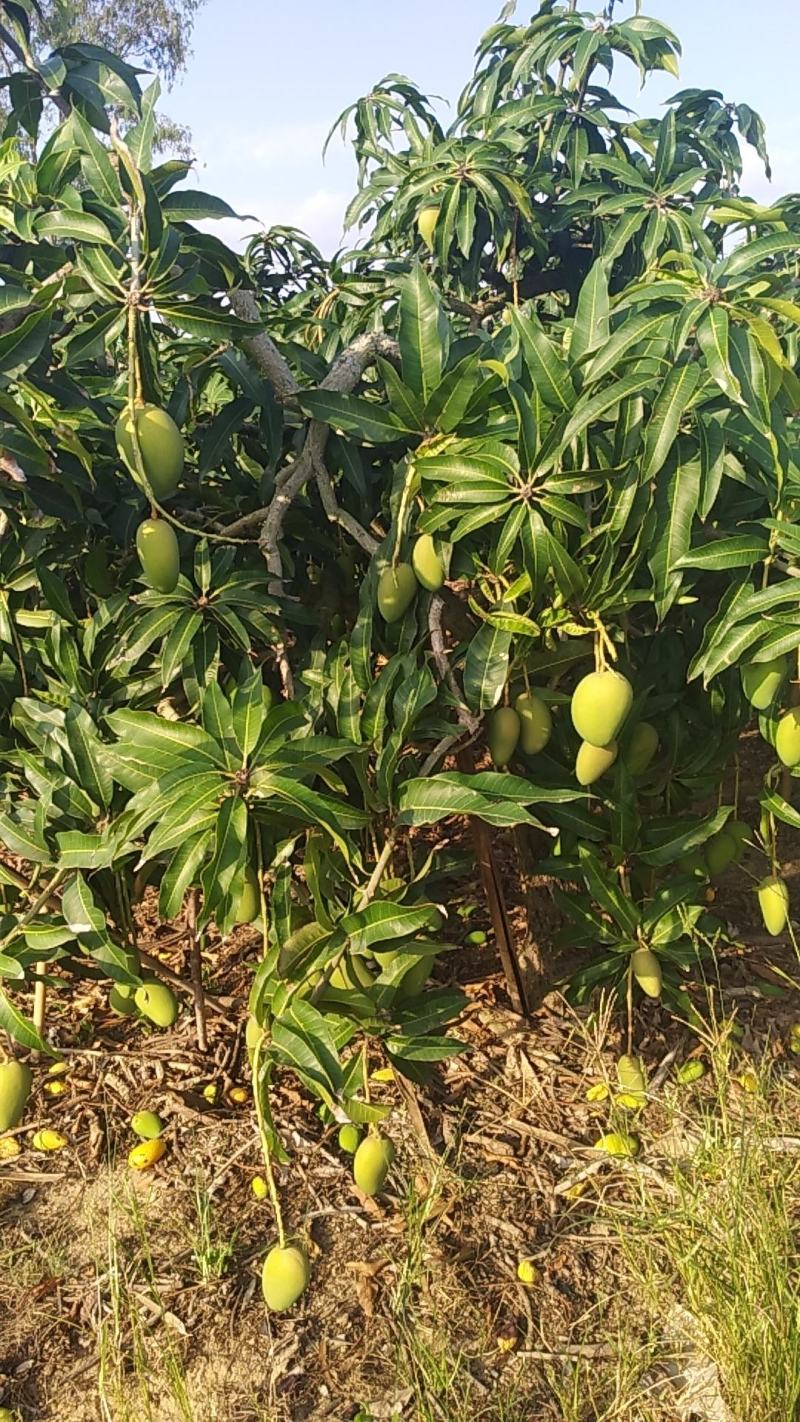海南金煌芒果(A级果)