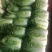 黄心菊锦大白菜4~6斤净菜推荐潍坊青专业团队装车割菜